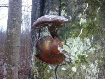 Close-up of a reptile on tree trunk