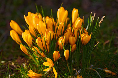 Close-up of yellow crocus flowers on field