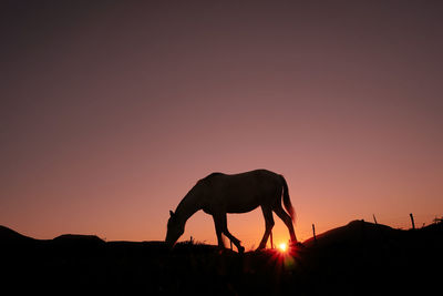 Horses on field against sky during sunset