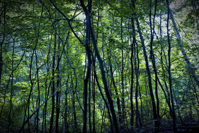 View of trees in forest