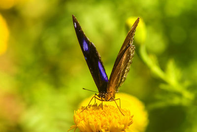 Close-up of butterfly pollinating on purple flower