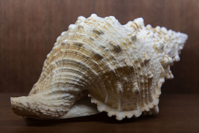 shell