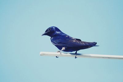 Low angle view of bird perching on a blue sky