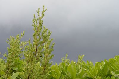 Close-up of fresh green plant against sky