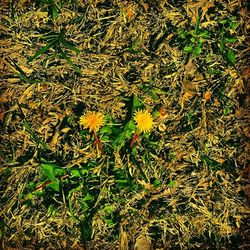 Close-up of yellow flowers blooming in field