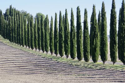 Panoramic shot of trees growing on field against sky