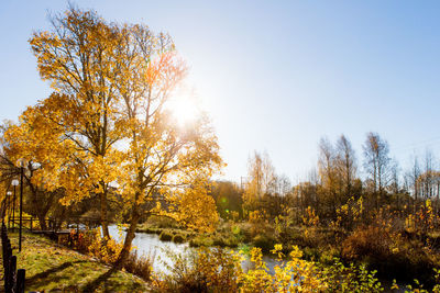 Trees against sky during autumn