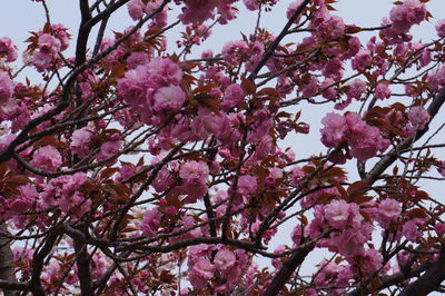 Low angle view of pink cherry blossoms in spring