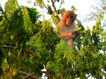 Low angle view of monkey on tree