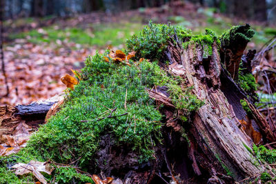 Close-up of moss growing on tree trunk