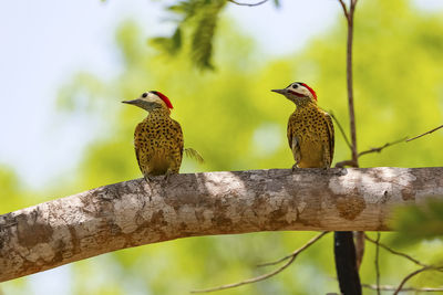 Low angle view of bird perching on tree