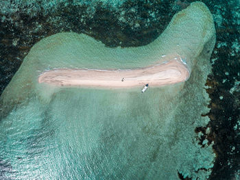 High angle view of turtle in sea