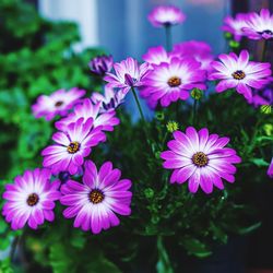 Close-up of pink flowers