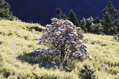 View of flowering plants on field