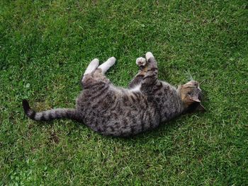 Cat lying on a field