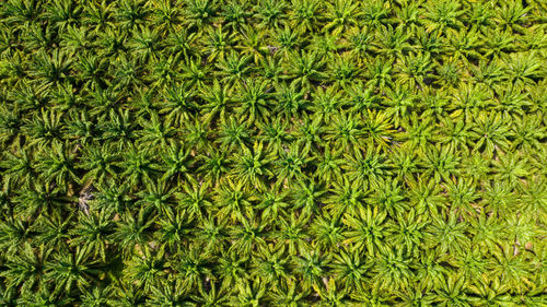 Full frame shot of green leaves