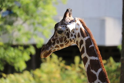 Close-up of giraffe