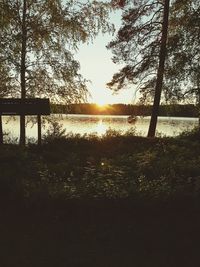 Sun shining through trees