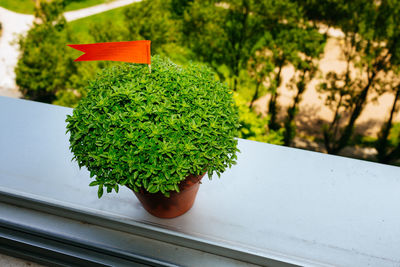 Close-up of potted plant on window sill