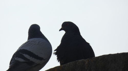 Low angle view of bird perching against clear sky