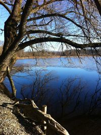 Bare trees by river