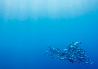 School of fish swimming under blue sea