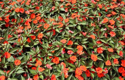 Full frame shot of red flowering plants