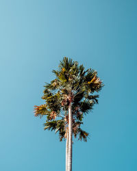 Low angle view of coconut palm tree against clear blue sky