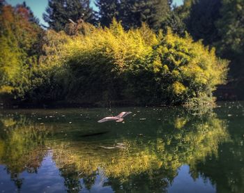 Reflection of trees in water