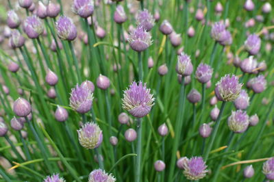 Close-up of purple flowers blooming outdoors