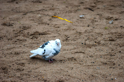 Close-up of bird perching on ground