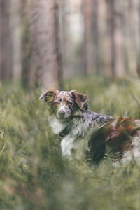 Australien shepherd in the forest