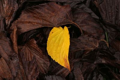 Close-up of yellow maple leaves