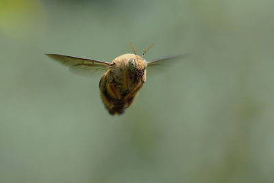 Close-up of insect flying in mid-air