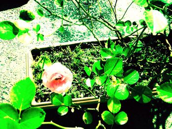 Close-up of fresh white roses blooming in garden