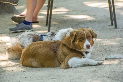 Low section of man with dog on footpath