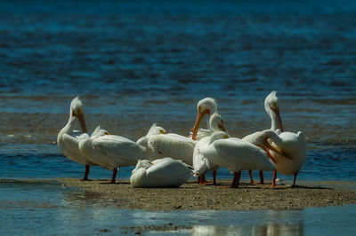 Birds in lake