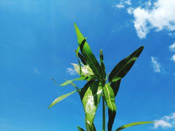 Low angle view of plant against blue sky