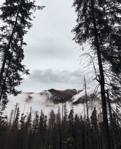 Low angle view of trees against sky