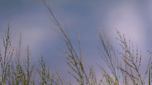 Grass flowers flutter in the wind