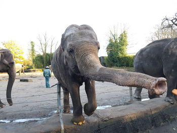 Elephant by trees against clear sky