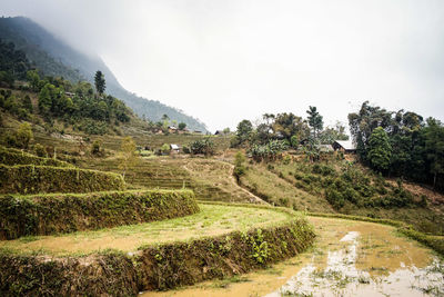 Scenic view of field against clear sky