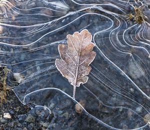 Close-up of autumn leaf on water