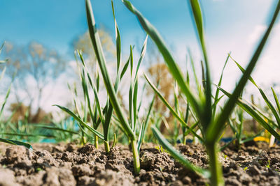 Close-up of grass on field