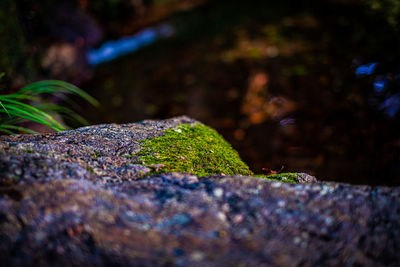 Close-up of moss on rock