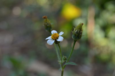 Close-up of flowering plant