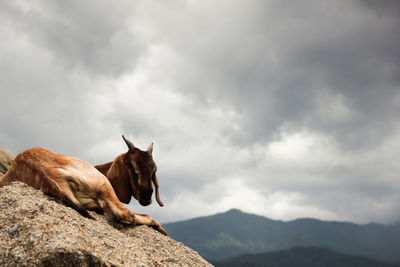 View of a horse against cloudy sky