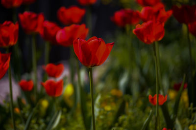 Close-up of red tulip flowers on field