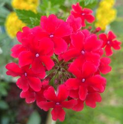 Close-up of red flowers blooming outdoors