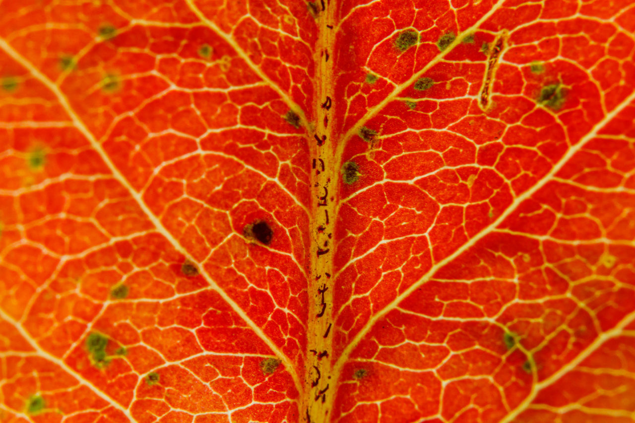 plant, leaf, plant part, close-up, leaf vein, no people, red, full frame, nature, backgrounds, flower, growth, pattern, autumn, day, tree, branch, beauty in nature, orange color, outdoors, fragility, textured, botany, macro photography